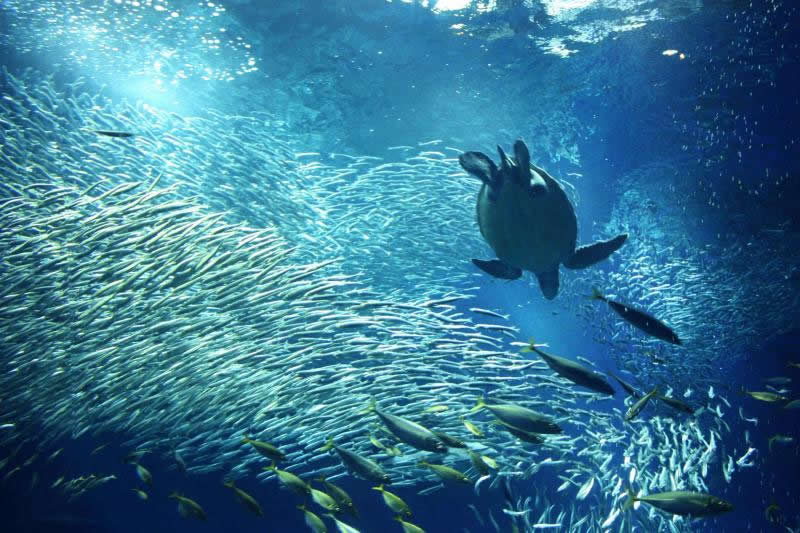 アクアワールド茨城県大洗水族館